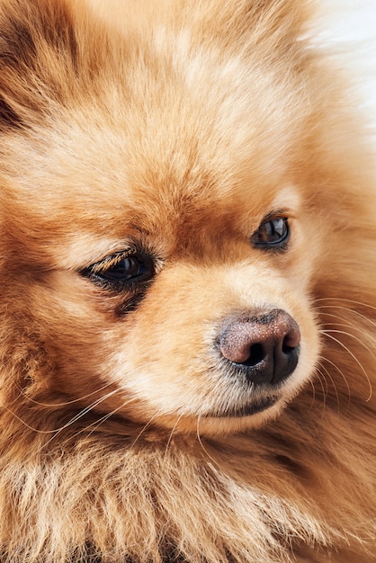 Foto retrato de cachorro spitz pomeraninan bege