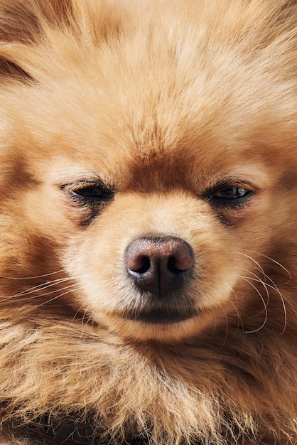 Foto retrato de cachorro spitz pomeraninan bege