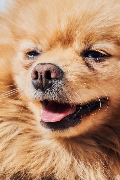 Foto retrato de cachorro spitz pomeraninan bege