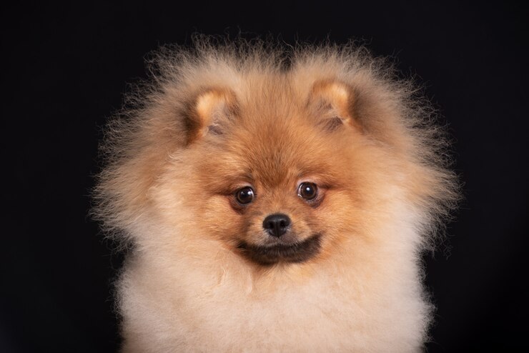 Foto retrato de cachorro spitz