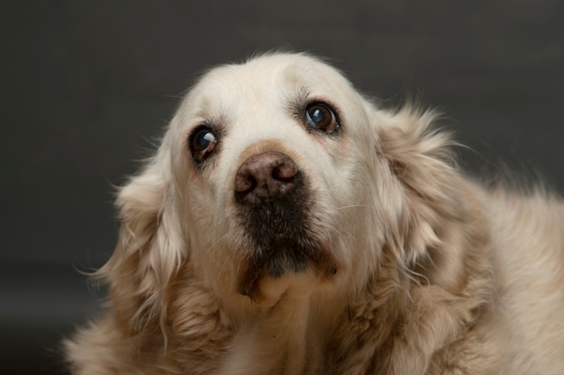 retrato de cachorro velho olhando para a câmera en fondo gris