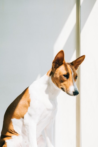 Retrato de cachorro vermelho branco basenji sentado ao sol perto da janela