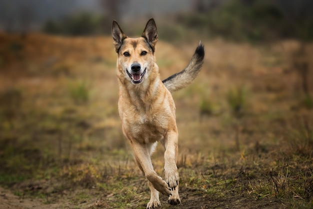 Retrato de cachorro vermelho sem raça definida correndo em um campo olhando para a câmera