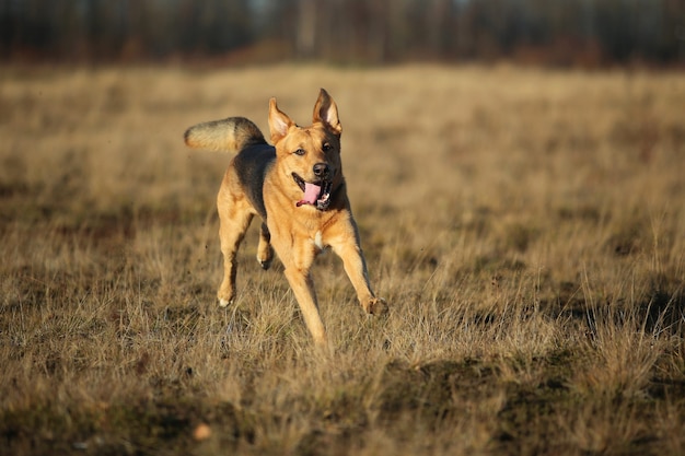 Retrato de cachorro vira-lata feliz correndo em campo amarelo de outono