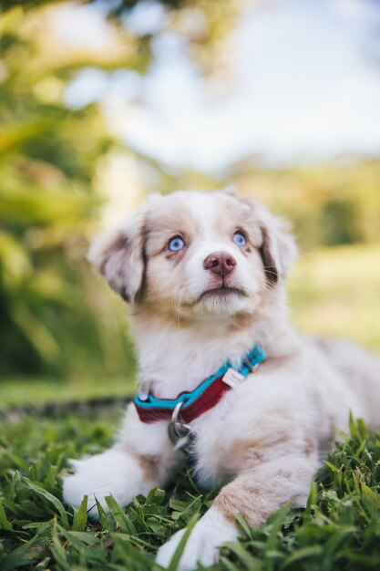 Foto retrato de cachorro