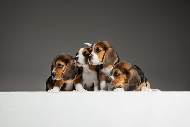 Retrato de cachorros beagle em cinza