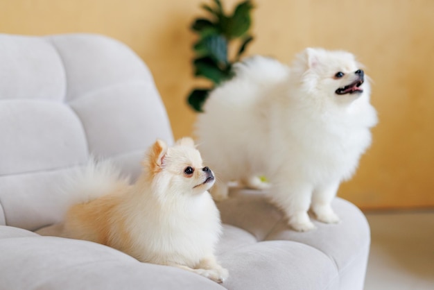 Foto retrato de cães brancos e sorridentes da raça spitz