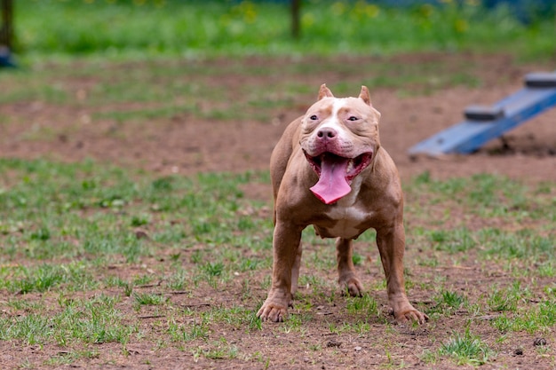 Retrato de cães de combate para um passeio no parque. Touro