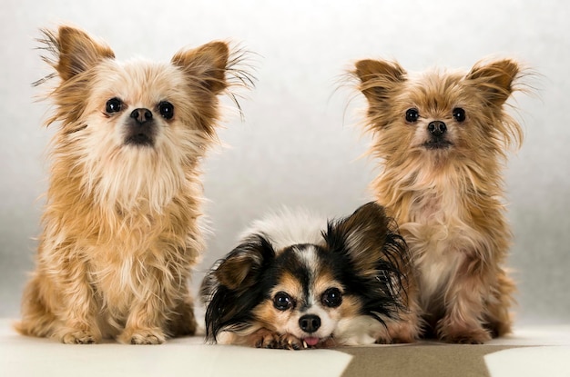 Retrato de cães em baixo ângulo