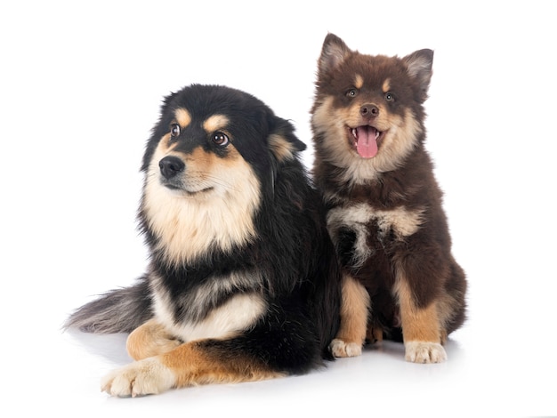 Retrato de cães lapphund finlandeses