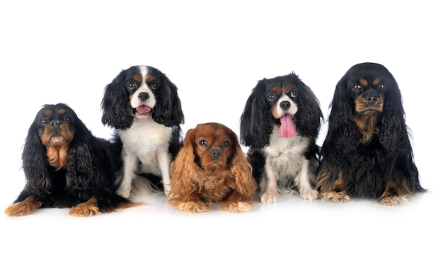 Retrato de cães sentados contra um fundo branco