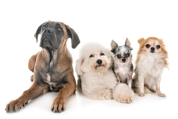 Retrato de cães sentados contra um fundo branco