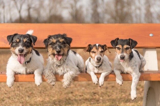 Retrato de cães