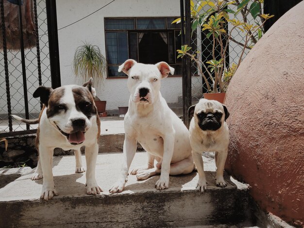 Foto retrato de cães