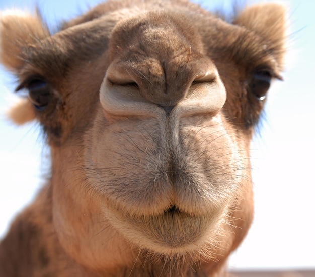 Foto retrato de camelo em close-up