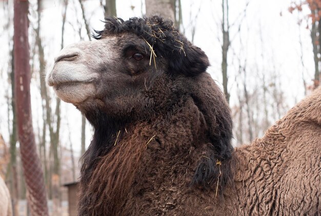 Retrato de camelo marrom de perto