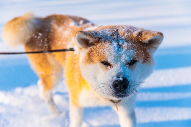 Retrato de cão Akita Inu no parque de inverno Fundo de inverno nevado Dia ensolarado