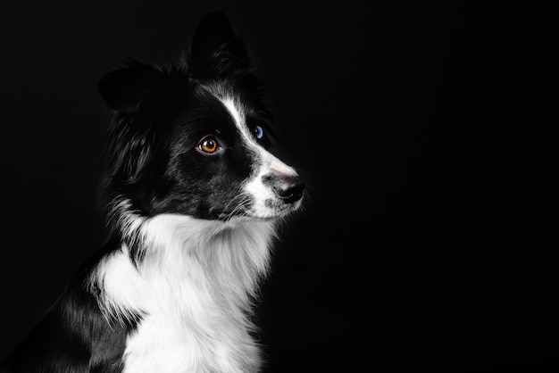 Retrato de cão border collie em um fundo preto