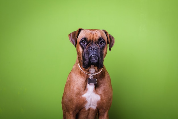 Retrato de cão boxer bonito sobre fundo verde