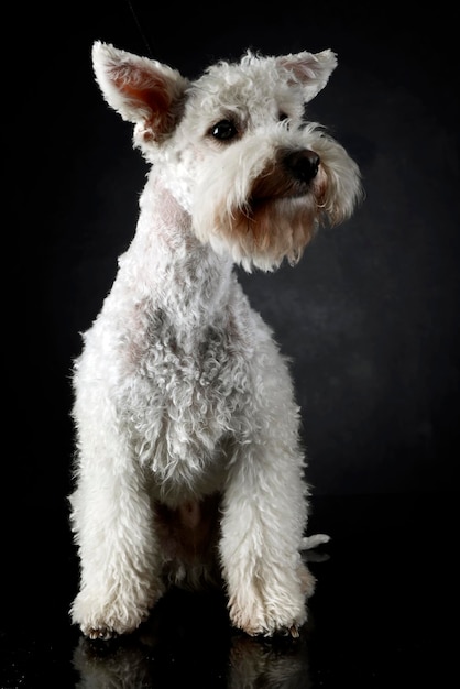 Foto retrato de cão branco contra fundo preto