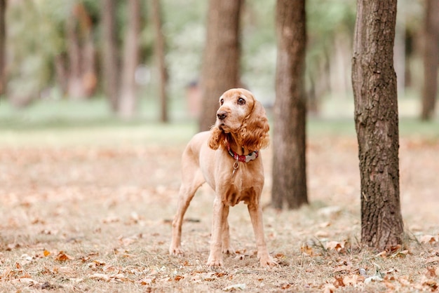 Retrato de cão cocker spaniel inglês. Outono. Outono