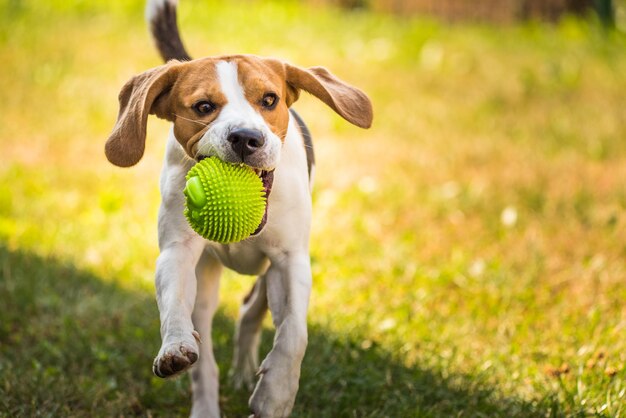 Retrato de cão com bola na grama