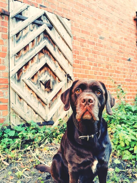 Foto retrato de cão contra a parede com porta antiga abstrata no fundo