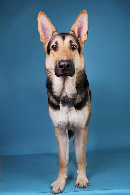 Retrato de cão contra fundo azul