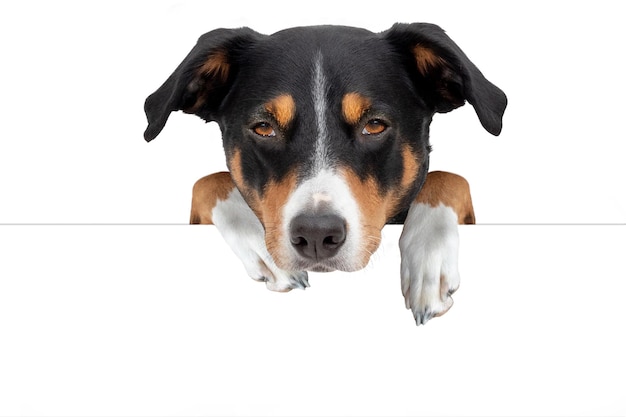 Retrato de cão contra fundo branco