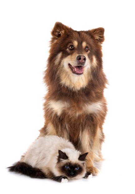 Retrato de cão contra fundo branco