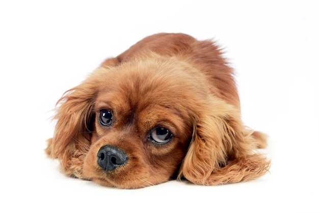 Foto retrato de cão contra fundo branco