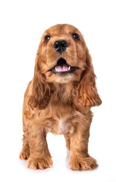 Retrato de cão contra fundo branco