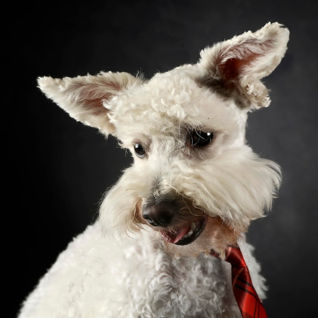 Foto retrato de cão contra fundo preto