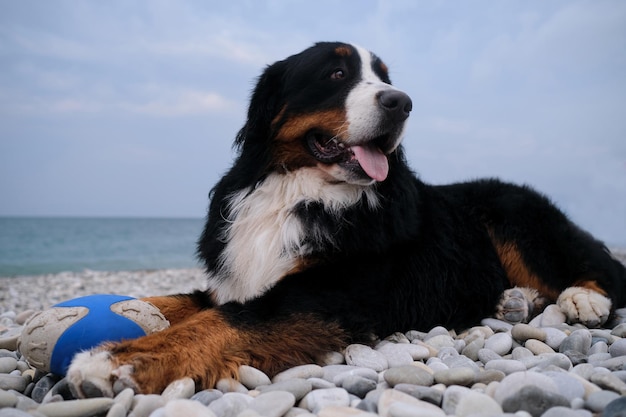 Retrato de cão de montanha fofo Cão de montanha de Bernese encantador passa suas férias no mar e aproveita a vida Cão deita na praia e guarda sua bola azul com a língua de fora