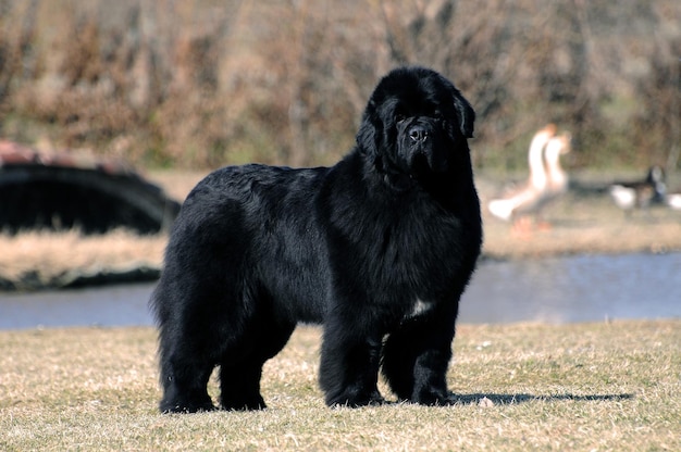 Retrato de cão de raça pura de terra nova ao ar livre.