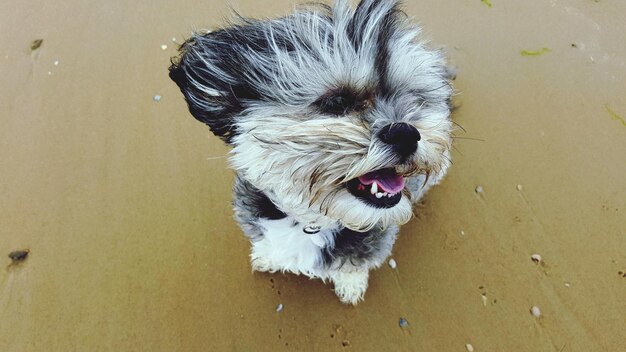 Foto retrato de cão em alto ângulo