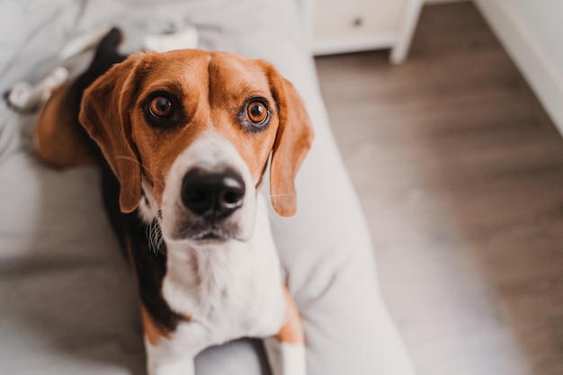 Retrato de cão em alto ângulo