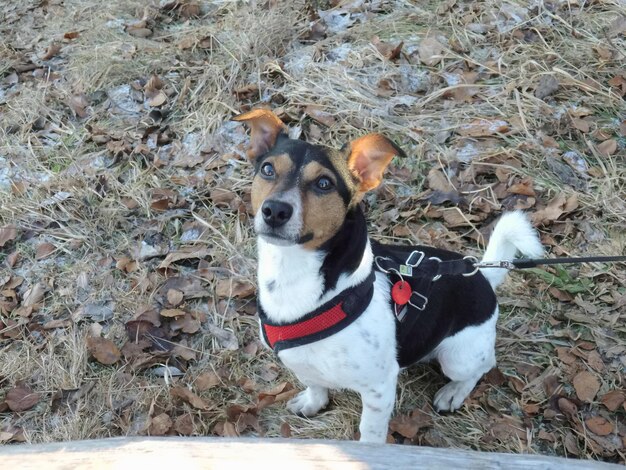 Foto retrato de cão em alto ângulo