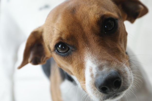 Retrato de cão em casa
