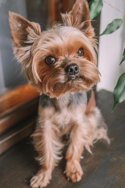 Retrato de cão em casa