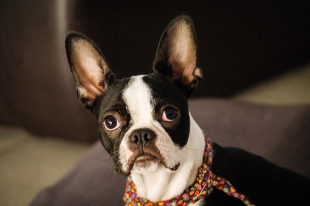 Retrato de cão em casa