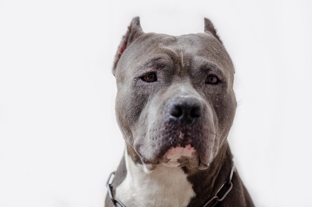 Retrato de cão em close-up contra fundo branco