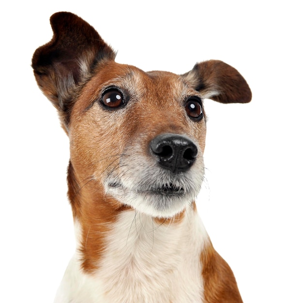 Foto retrato de cão em close-up contra fundo branco