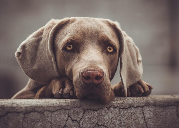 Foto retrato de cão em close-up na parede