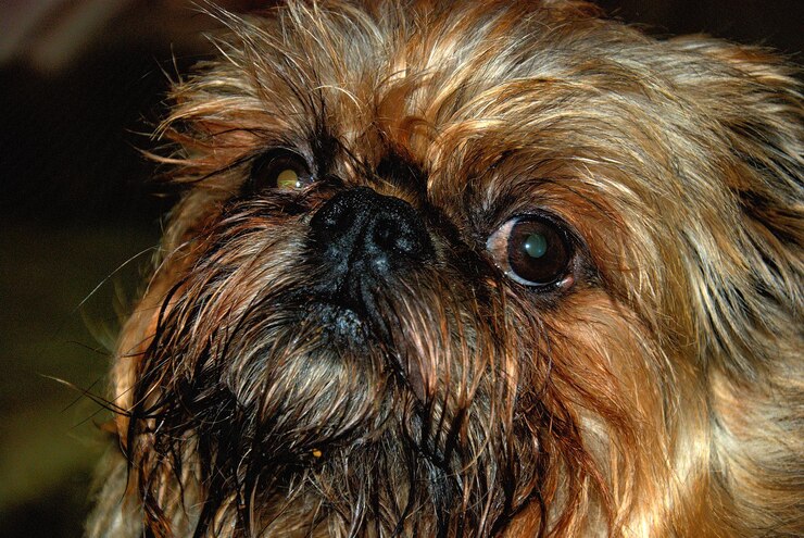 Foto retrato de cão em close-up