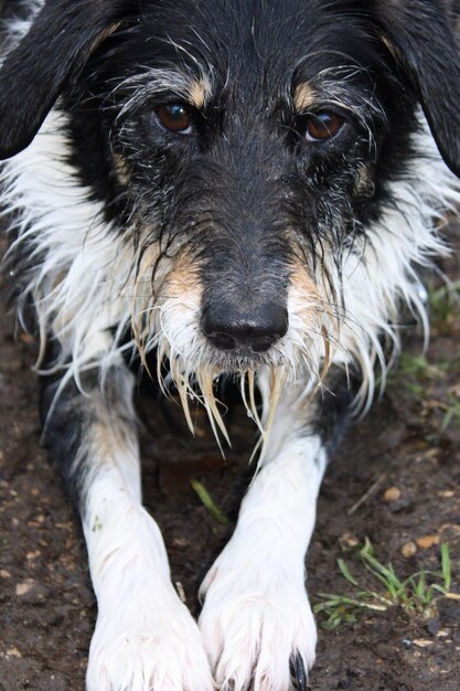 Foto retrato de cão em close-up