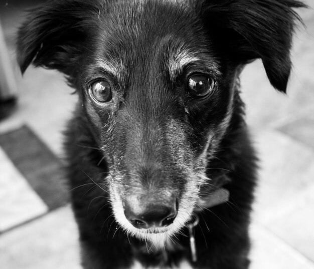 Foto retrato de cão em close-up