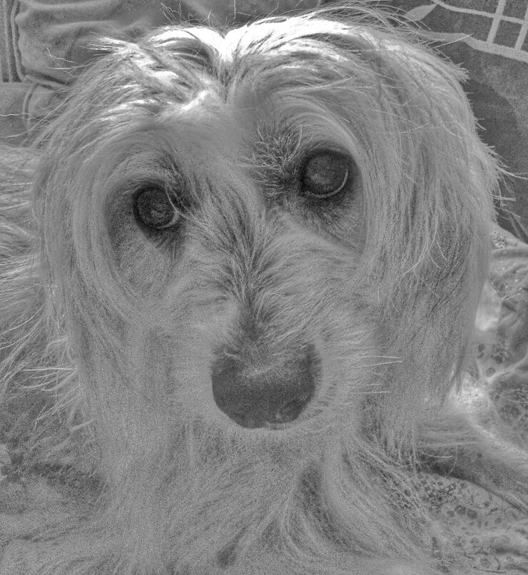 Foto retrato de cão em close-up