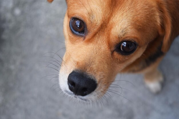 Foto retrato de cão em close-up