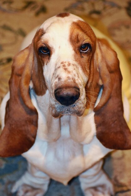 Foto retrato de cão em close-up